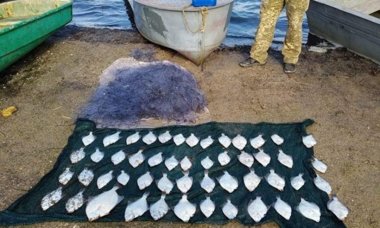 На Николаевщине рыбаки наловили сетями камбалу-глосса почти на 50.000 грн.