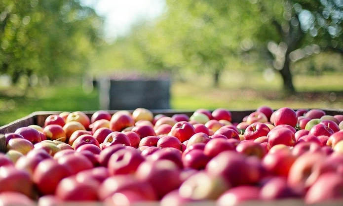 В Николаевской области садоводы вынуждены отдавать яблоки по 2-3 гривны за килограмм
