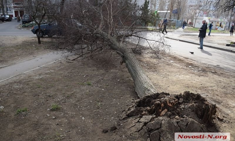 В Николаеве в пяти метрах от детской площадки на машину рухнуло дерево