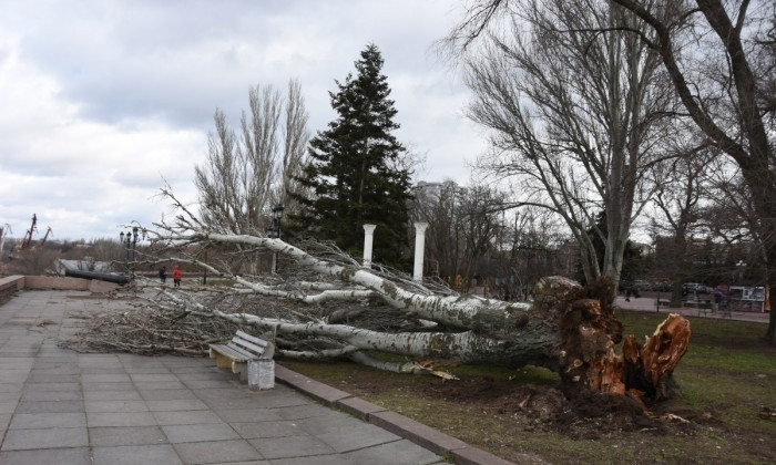 В Николаеве после повального «деревопада» обследуют все зеленые насаждения в городе