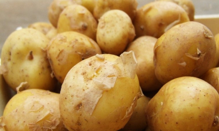 На Николаевщине для питания детей в школе закупили картофель с нитратами