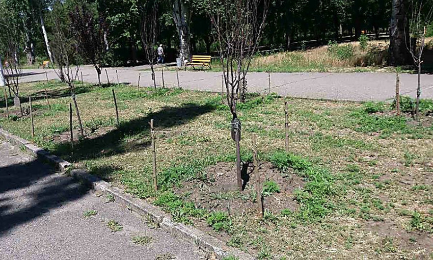 В парке Победы обокрали «деревья памяти»