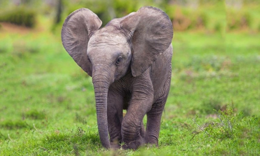 Немецкая компания за ₴825 тысяч доставит в Николаев двух слонов из Венгрии и Голландии