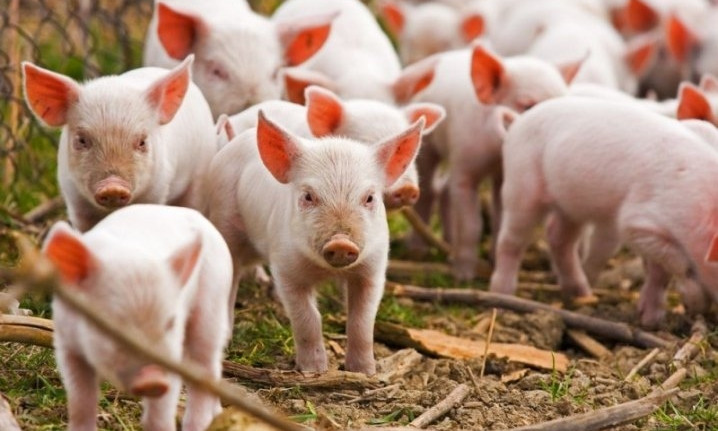 Из-за туристов, птиц и грызунов поголовье свиней на Николаевщине сократилось почти на 40%