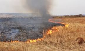 За сутки в Николаевской области выгорело почти 4 га сухостоя