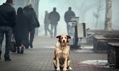 Каждый день минимум трех горожан Николаева кусают бездомные собаки