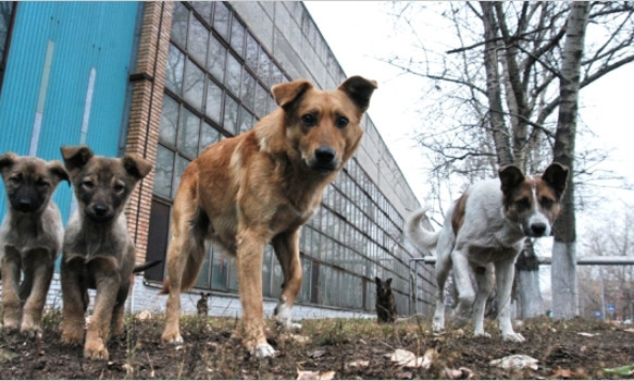 В Николаеве пройдет подсчет бездомных собак