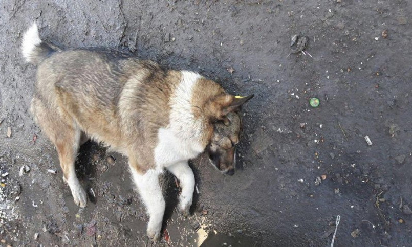 Неизвестные ездят по улицам села Лиманы и отстреливают собак