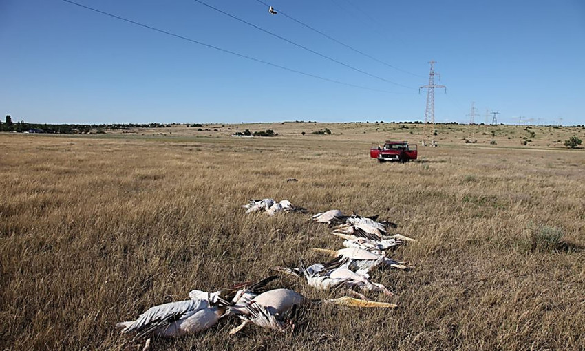 В Николаевской области из-за линии электропередачи погибла стая пеликанов