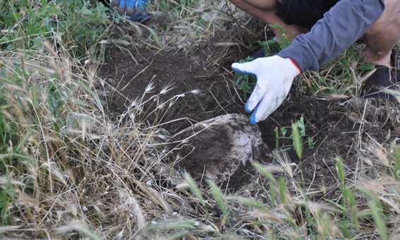 На Николаевщине женщина вместе с матерью закопали новорожденного ребенка на пустыре
