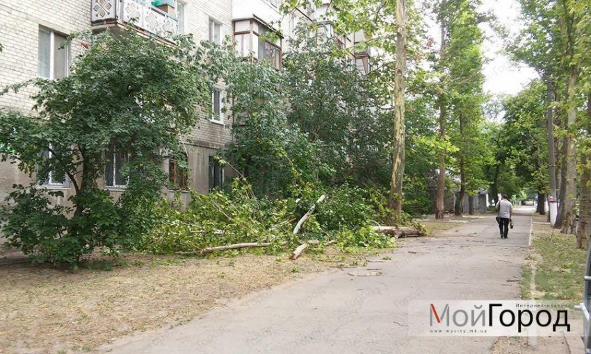 В центре Николаева рухнул старый платан