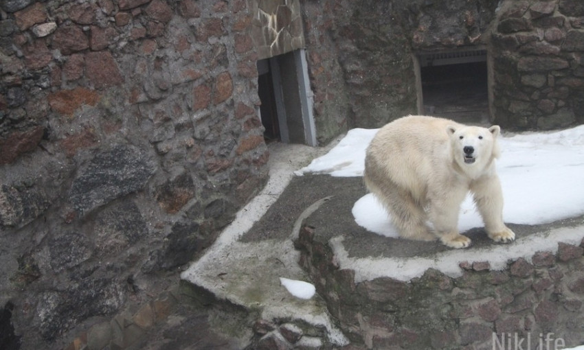 Директор николаевского зоопарка Владимир Топчий опубликовал видео рождения белого медвежонка 