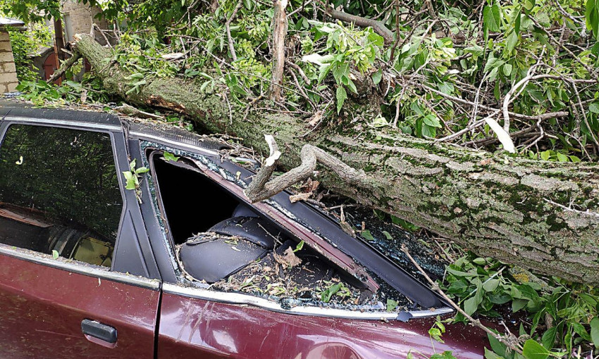 На Декабристов дерево упало на припаркованный возле дома автомобиль