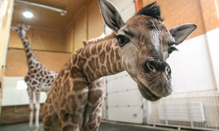 Николаевский зоопарк просит на содержание слонов и жирафов еще 16,3 миллиона гривен