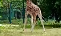 Жираф из Николаевского зоопарка 9 мая впервые вышел погулять
