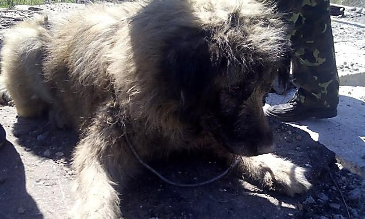 Ловцы николаевского КП «Центр защиты животных» достали собаку из 8-ми метрового коллектора