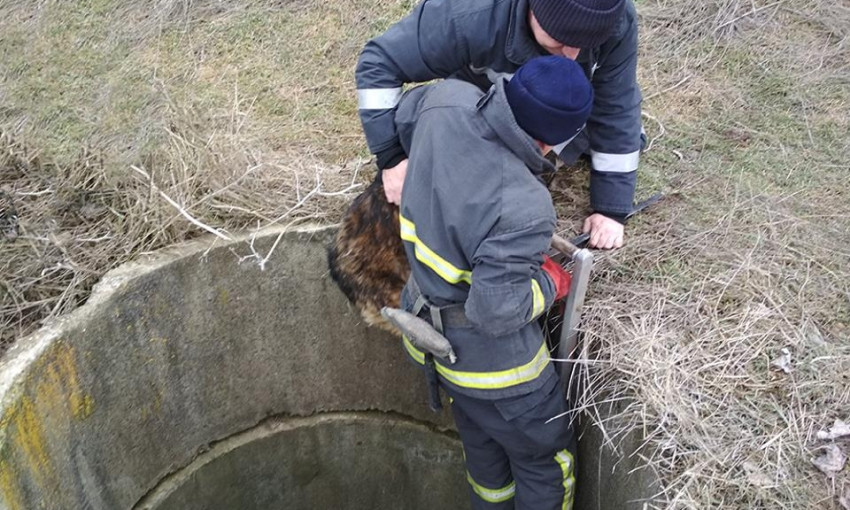 На Николаевщине мужчина упал в колодец, пытаясь спасти собаку