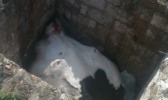 В селе Новопетровское корова упала в соседскую выгребную яму и погибла, тушу никто не хочет увозить и утилизировать
