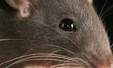 Что делает крыса в кондитерском магазине Николаева?