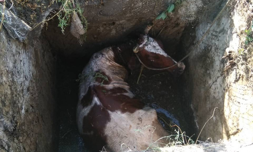 В Очаковской районе из выгребной ямы доставали корову с помощью трактора и автомобиля