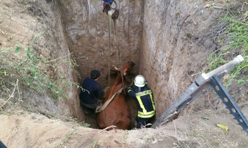 Пришли на помощь: спасатели помогли вытащить из глубокой ямы корову