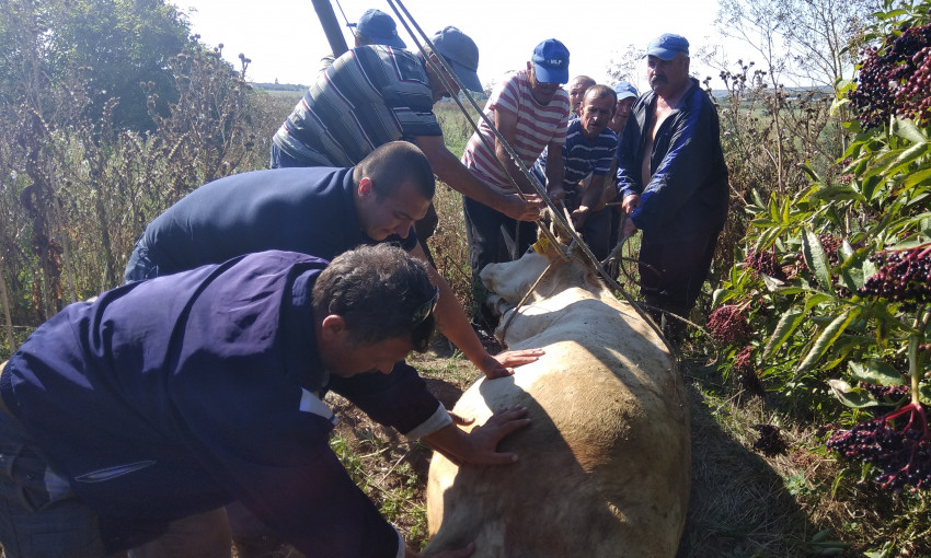 В Николаевской области спасатели помогли вытащить из колодца корову
