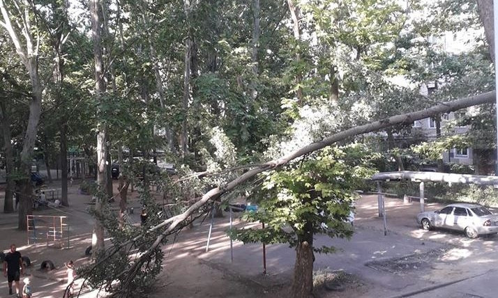 Ветка упала прямо на провода - жительница Николаева сообщила о проблеме