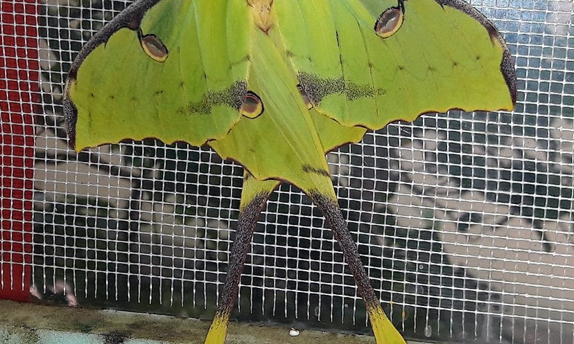В Николаевском зоопарке появилась на свет самая красивая и эффектная в мире бабочка