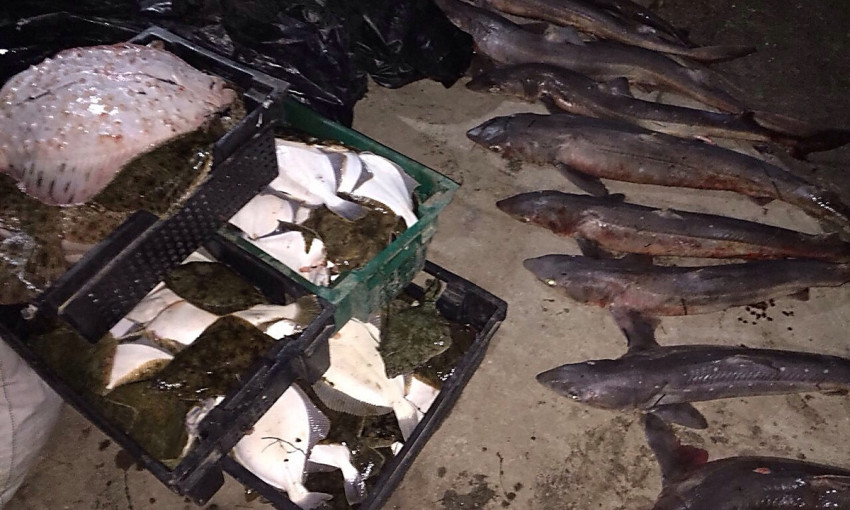 На Николаевщине рыбаки-браконьеры нанесли ущерба на 20 миллионов