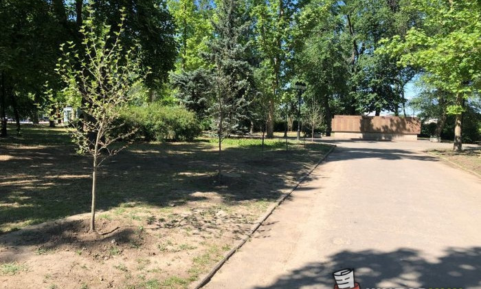 В центре Николаева высадили ряд платанов, которые вызывают аллергию