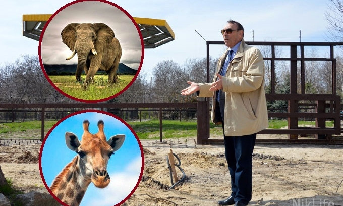«Хотим ко Дню города»: Топчий анонсировал долгожданное появление слонов и жирафов в Николаевском зоопарке