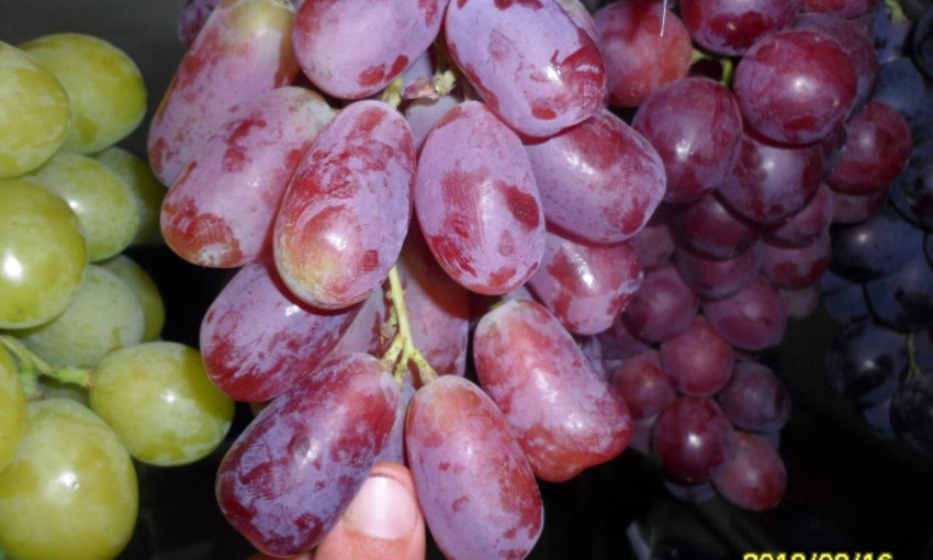Николаевский фермер на выставке в Запорожье получил награды за лучшие образцы крупноплодного белого винограда