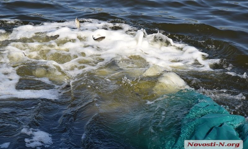 В Николаеве в реку Ингул выпустили более 102 тысяч особей молодой нехищной рыбы