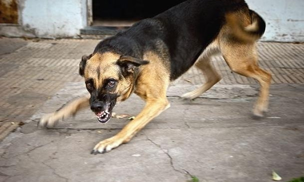 В течение нескольких дней бездомные собаки покусали 5 жителей Николаева