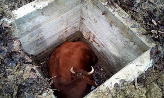 В селе Кринички корова стала заложницей 1,5-метрового заброшенного колодца