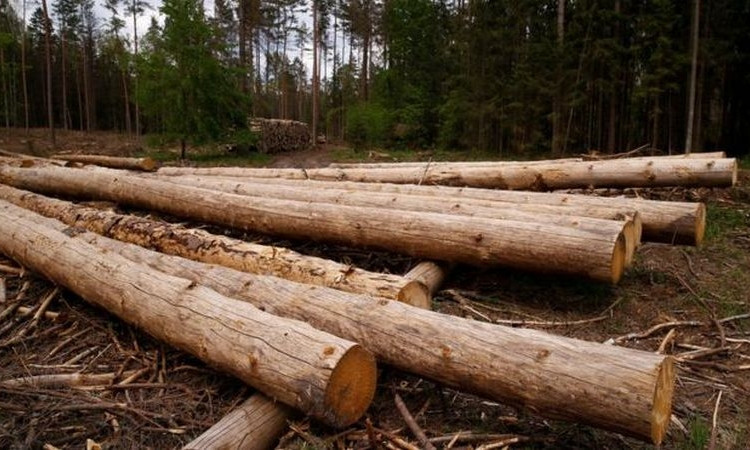 В Николаевской области официальная вырубка леса была почти в 10 раз больше по площади, чем площадь залеснения