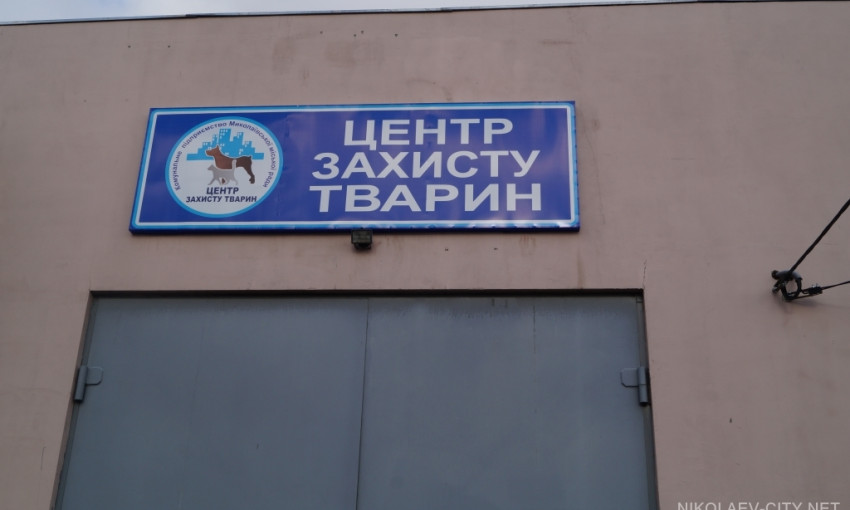 В Николаеве изберут нового директора КП «Центр защиты животных»