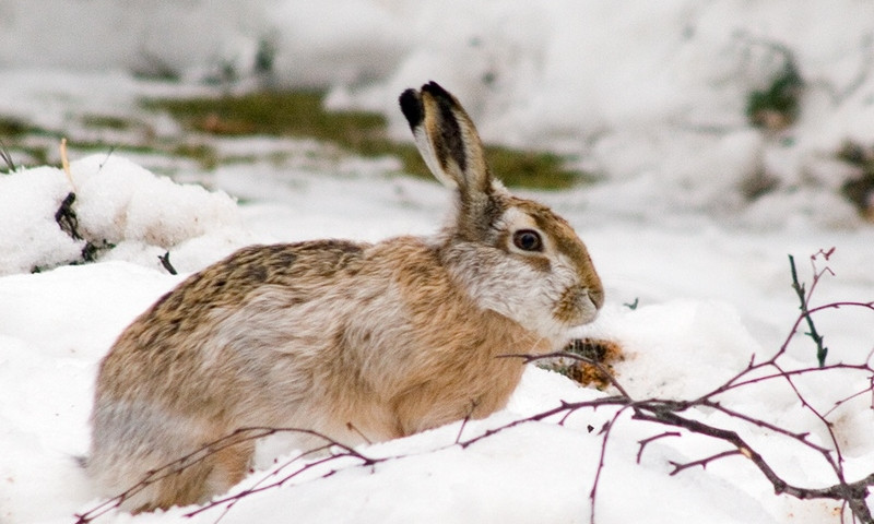 На Николаевщине пресекли охоту браконьеров на зайцев