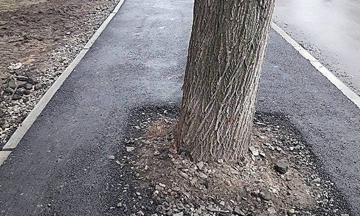 В Николаеве пешеходную дорожку заасфальтировали прямо через деревья и пеньки