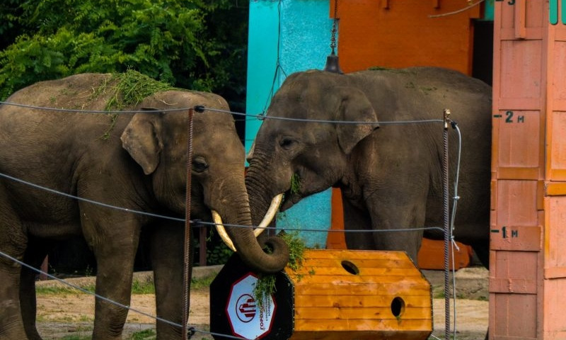 И кормушка, и игрушка – в Николаевском зоопарке слоны теперь трапезничают весело (видео)