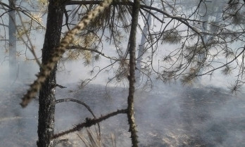 На Кинбурнской косе горел лес