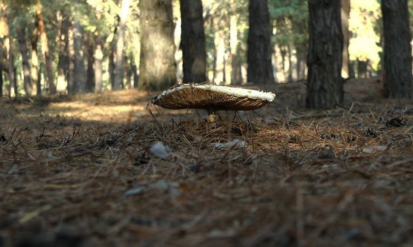 На Николаевщине увеличилось количество отравлений грибами