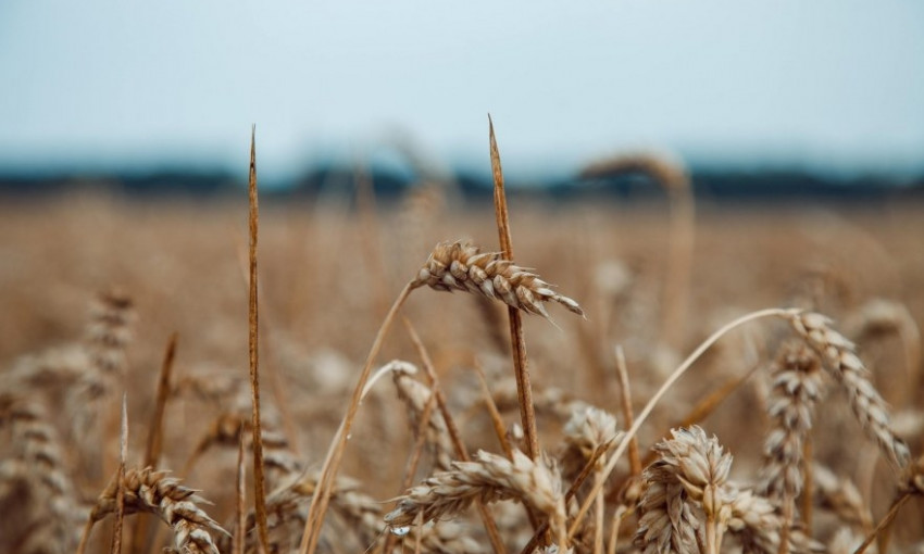 Аграрии Николаевщины столкнулись с отсутствием механизма компенсации за потерю урожая