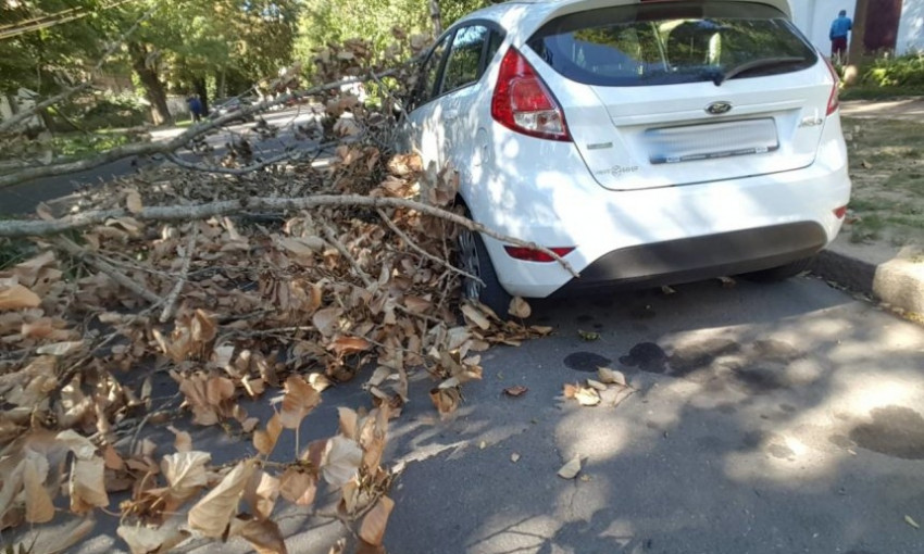 На Шевченко упала ветка дерева и повредила припаркованную иномарку