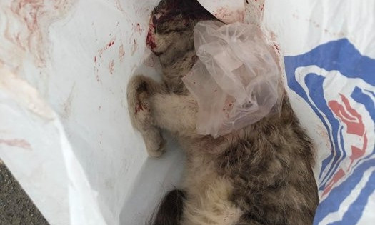 На Скороходова на глазах у детей местный житель из пистолета расстрелял кота