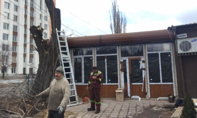 В Николаеве продолжают незаконно вырубать деревья несмотря ни на что