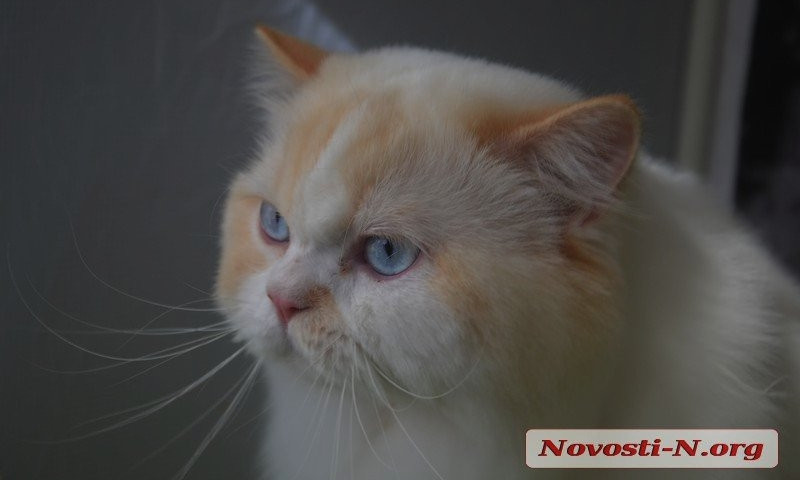 Первый весенний карнавал кошек проходит в Николаеве