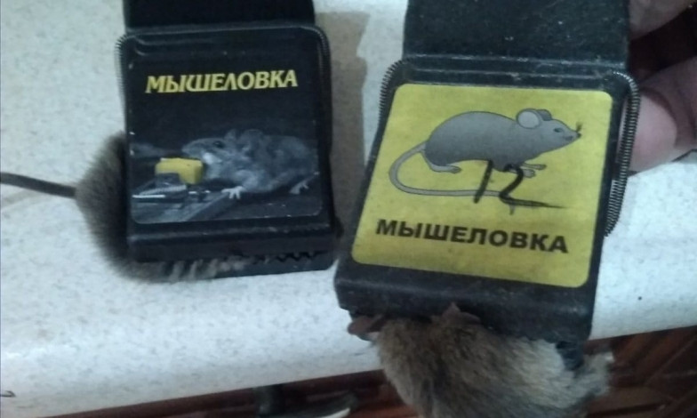 В Николаеве жители пожаловались на нашествие мышей