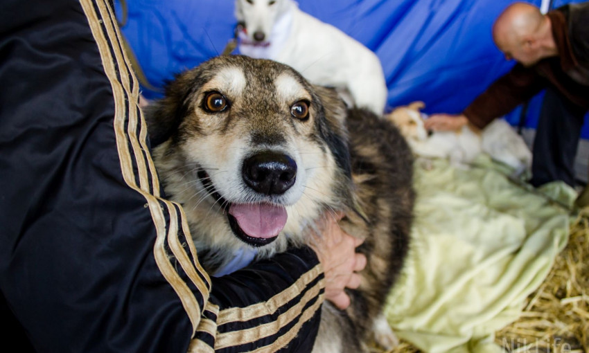 «Любовь не определяется породой»: в Николаеве на выставке пристраивали беспородных собак