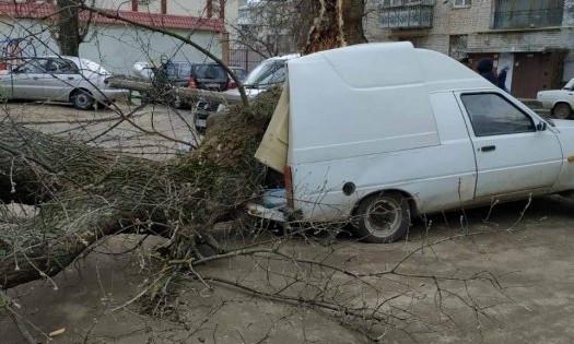 В Николаеве ураганный ветер повалил более четырехсот деревьев